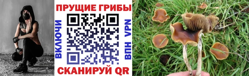 Купить  Белореченск  Галлюциногенные грибы мицелий 